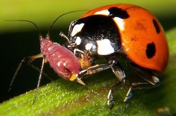 Coccinelle mangeant un puceron