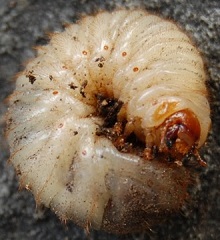 larve de ctoine dore